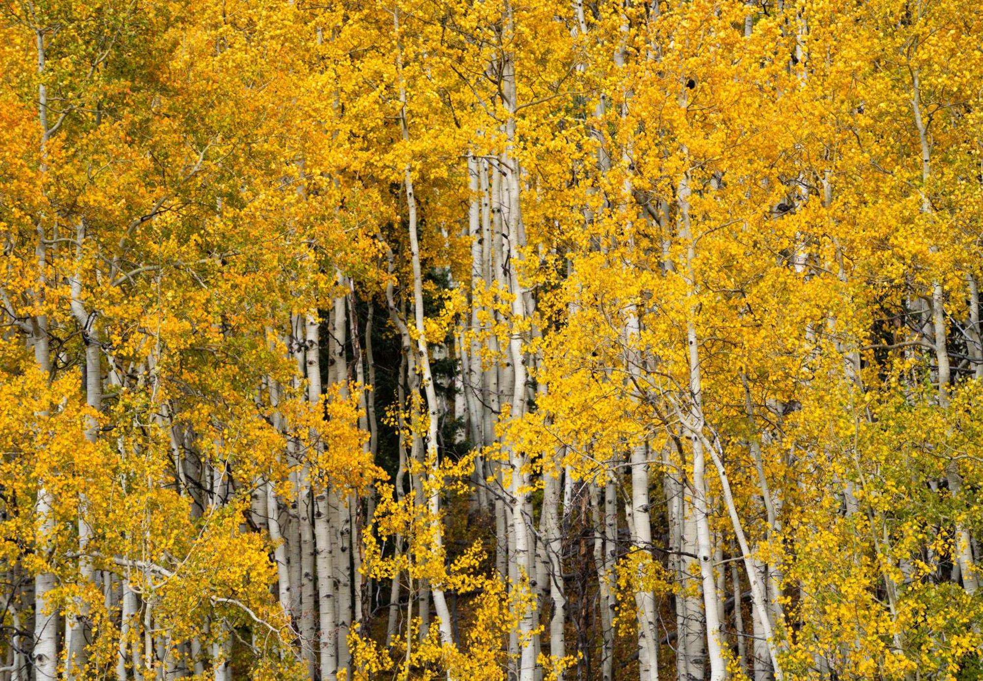 Апарт готель Aspen Springs Енджел Файєр Екстер'єр фото
